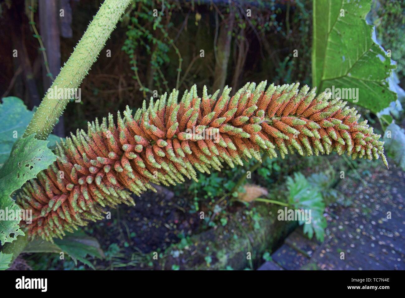 Giant nalca flower (Gunnera tinctoria), Queulat National Park, Patagonia, Aysen, Chile. Stock Photo