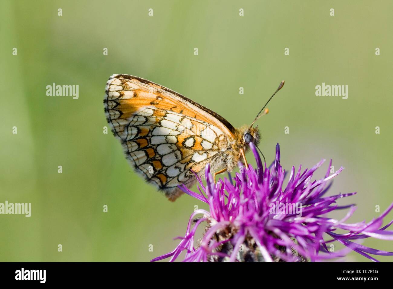 Orange underwing moth hi-res stock photography and images - Alamy
