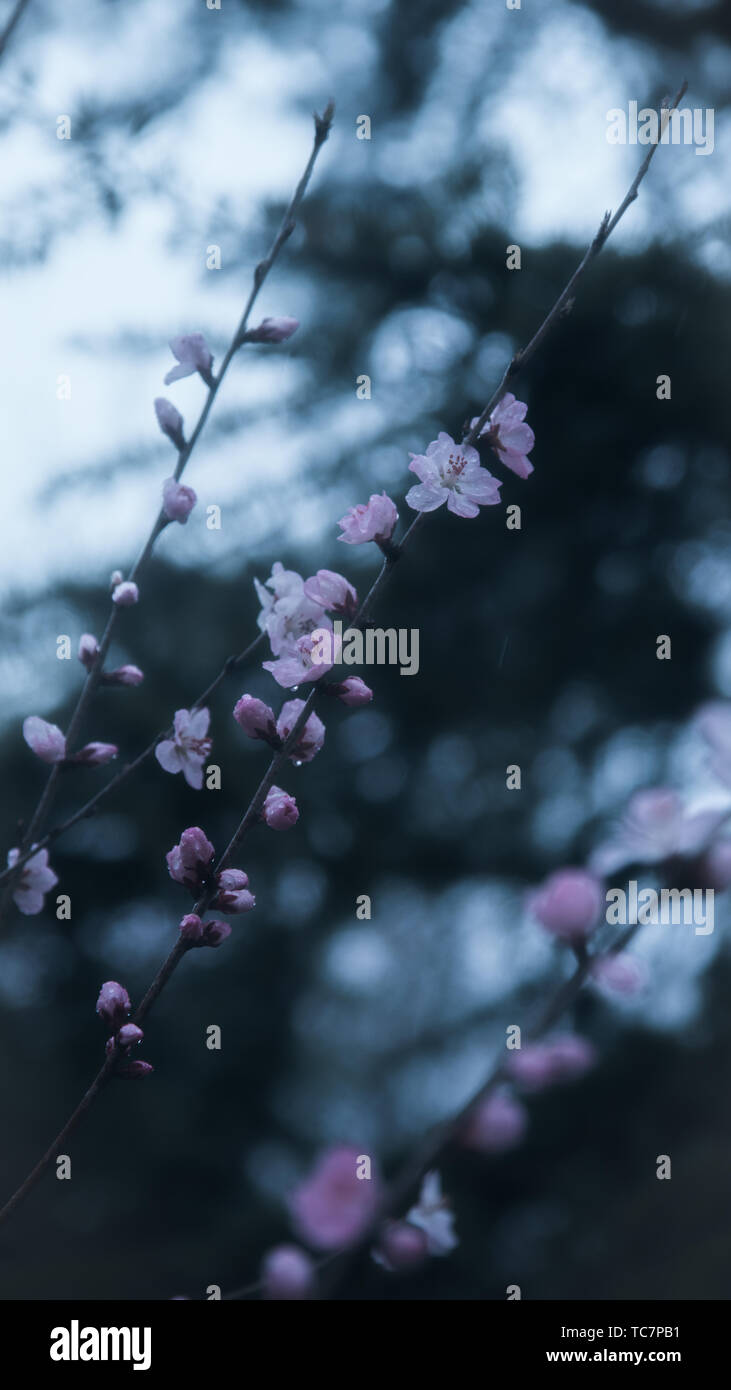 Peach blossoms in the rain Stock Photo Alamy
