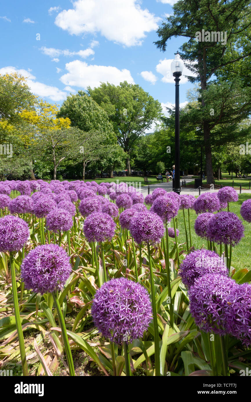 Giant Alliums in , Allium giganteum in bloom in Boston Public Garden Stock Photo