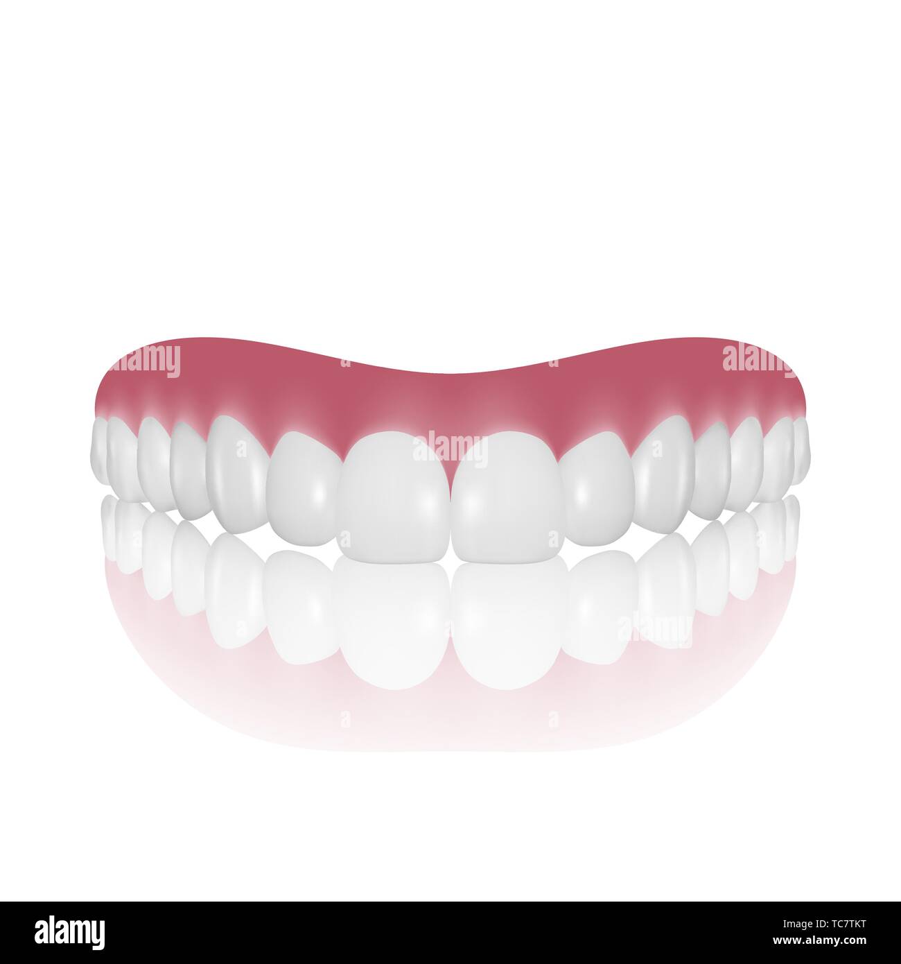 Realistic Vector Teeth Vector 3d Realistic Render Denture Closeup Isolated on White Background ...