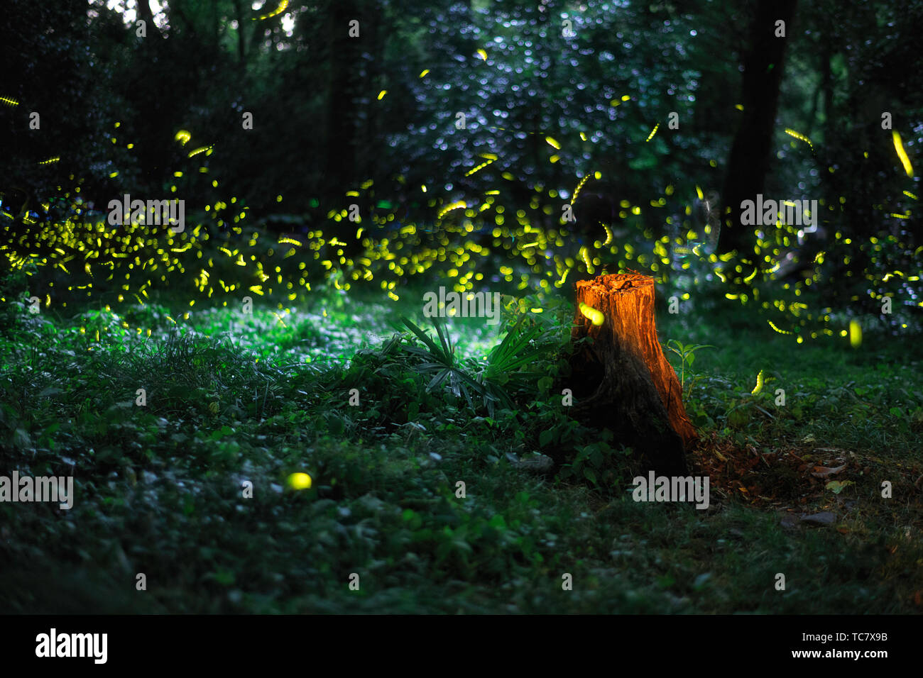 Fireflies in the park Stock Photo