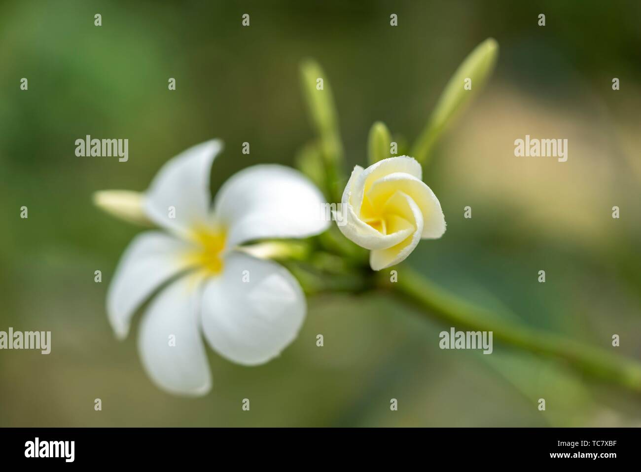 Blossom frangipani tree hires stock photography and images Alamy