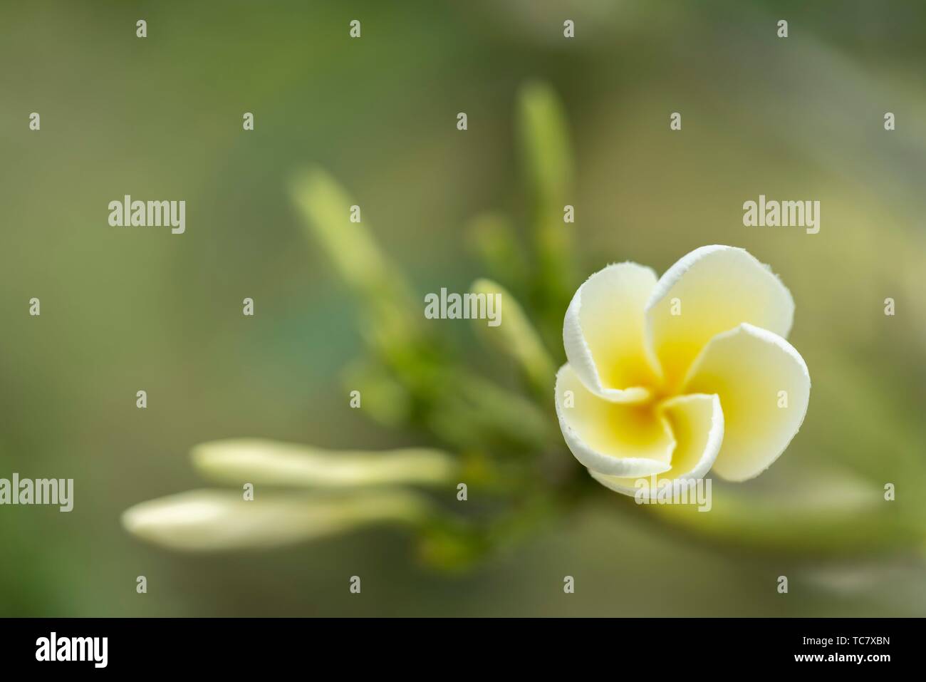 Blossom frangipani tree hires stock photography and images Alamy