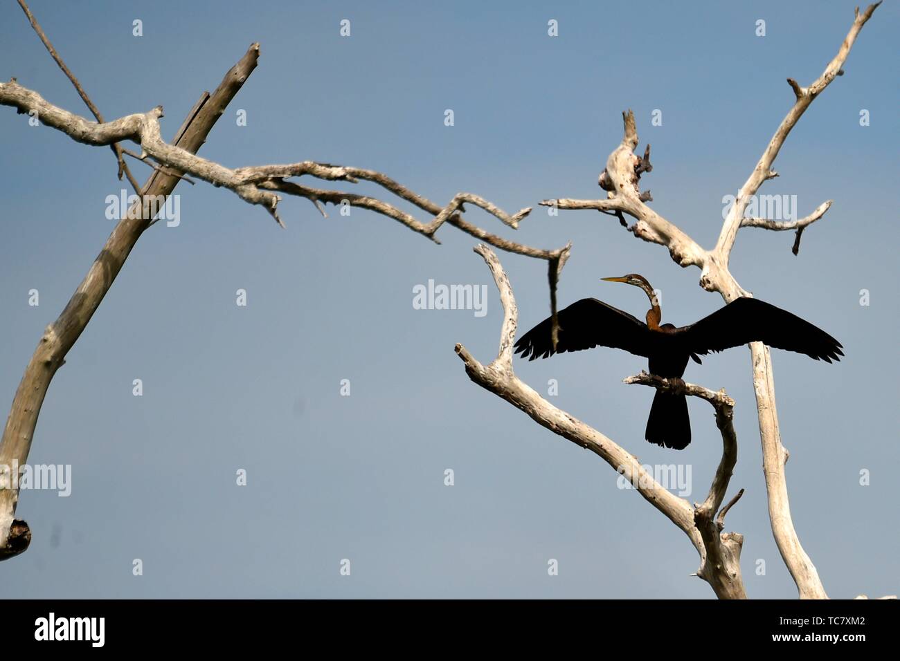 Glossy Ibis in flight,Prek Toal,Tonle Sap,Cambodia,South east Asia. Stock Photo