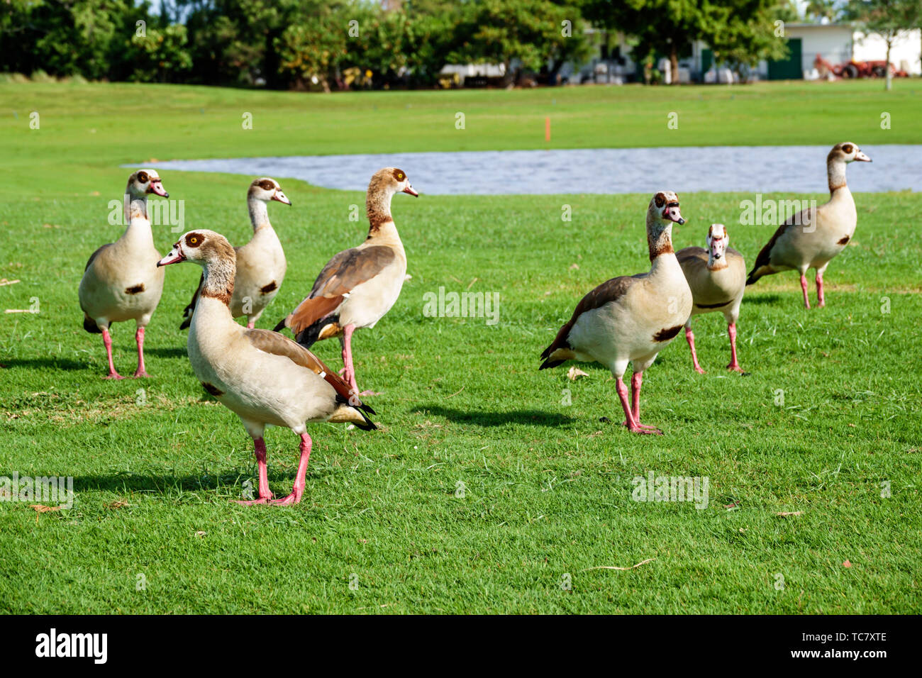 Miami Beach Florida,Normandy Shores Public Golf Club Course,Egyptian goose geese Alopochen aegyptiaca bird gaggle,FL190430055 Stock Photo