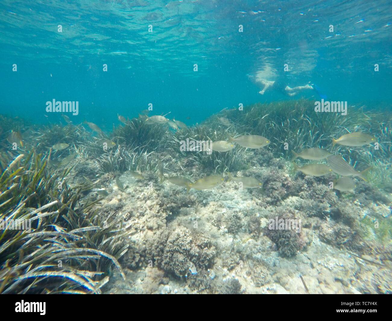 Snorkeling in Tabarca island Alicante province Spain Stock Photo Alamy