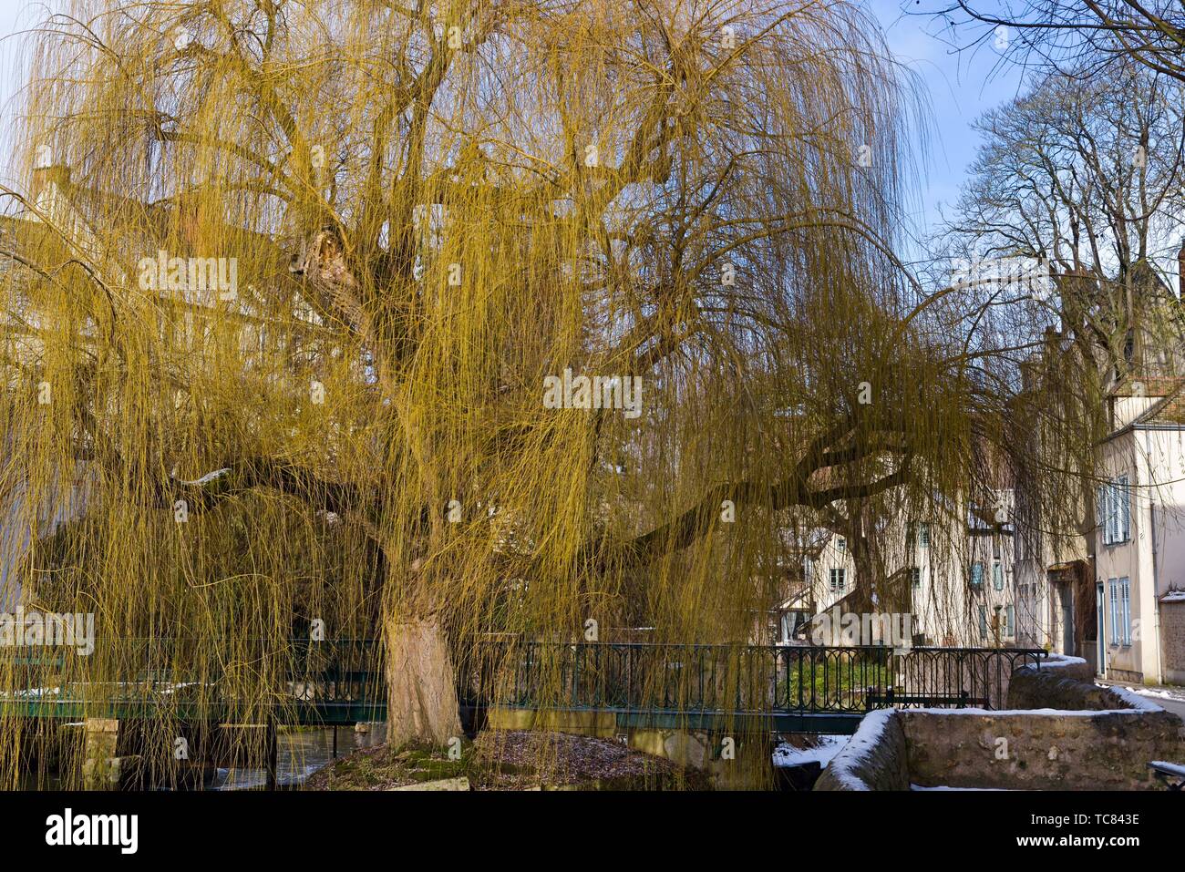 saule pleureur (Salix babylonica) sur les bords de la riviere Eure, Chartres, departement d'Eure-et-Loir, region Centre-Val de Loire, France, Stock Photo