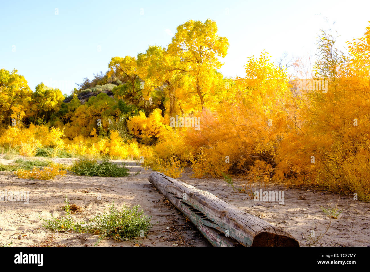 Autumn scenery of Huyang in Dobagou Huyang in Akse Kazakh