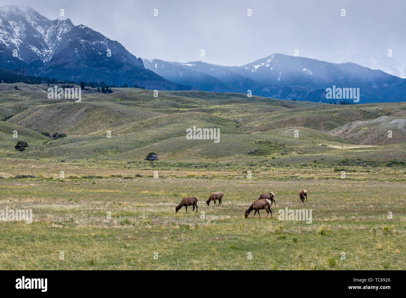 A herd of elk are grazing in a field by Gardiner, Montana. Stock Photo