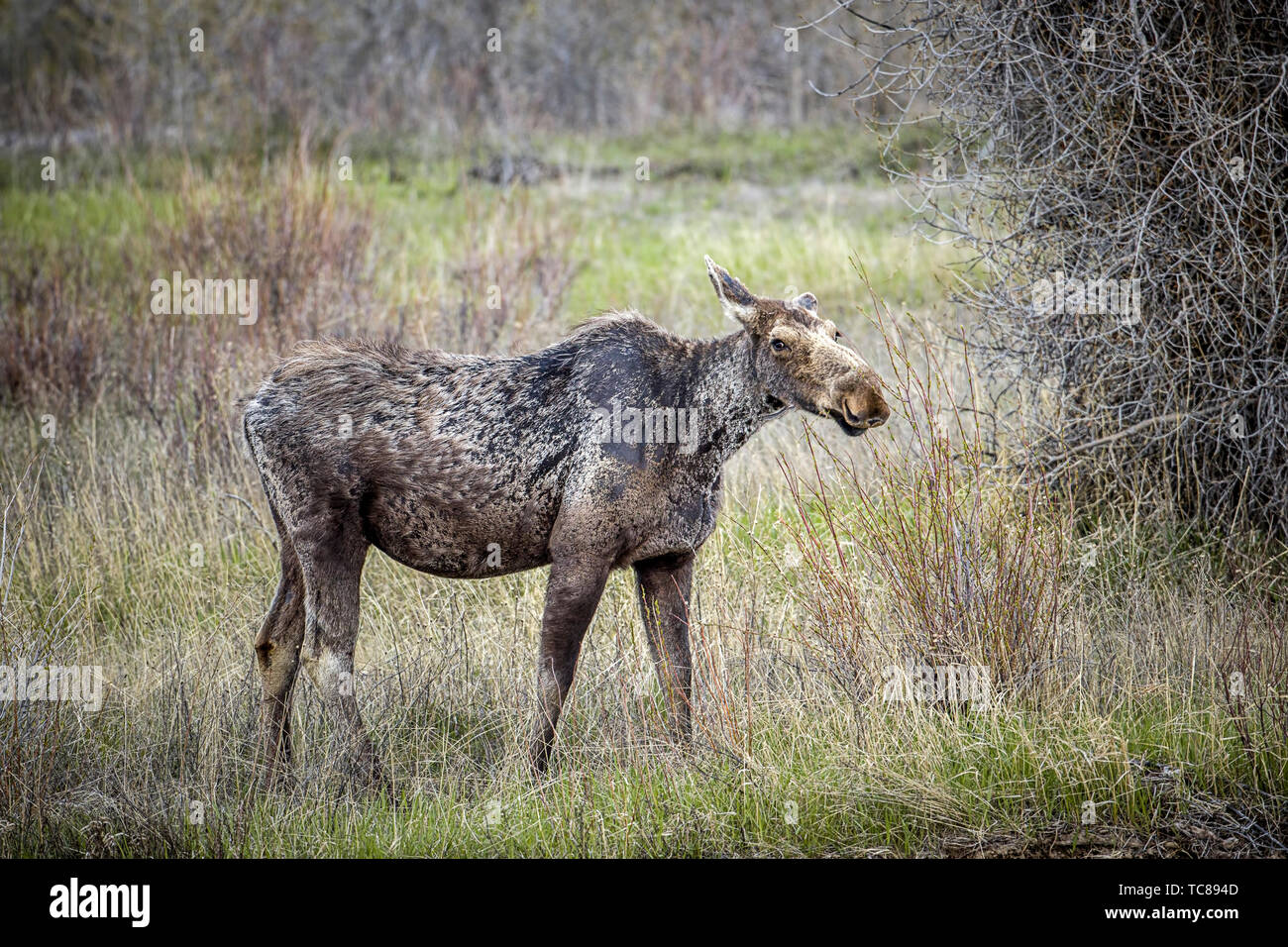 Moose wyoming hires stock photography and images Alamy