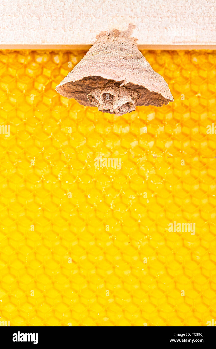 Caterpillar in bee nest hi-res stock photography and images - Alamy