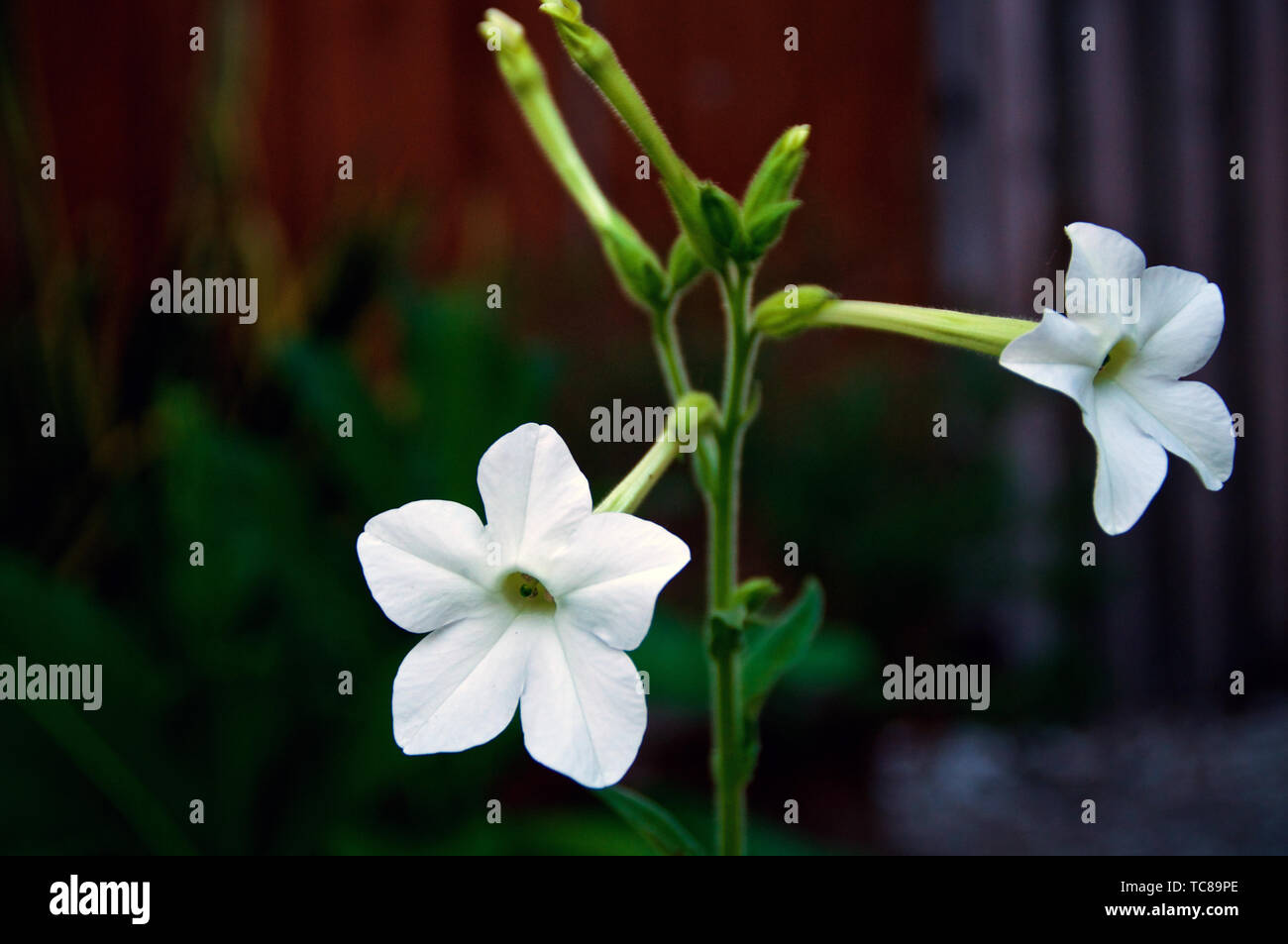 Jasmine like flowers hires stock photography and images Alamy