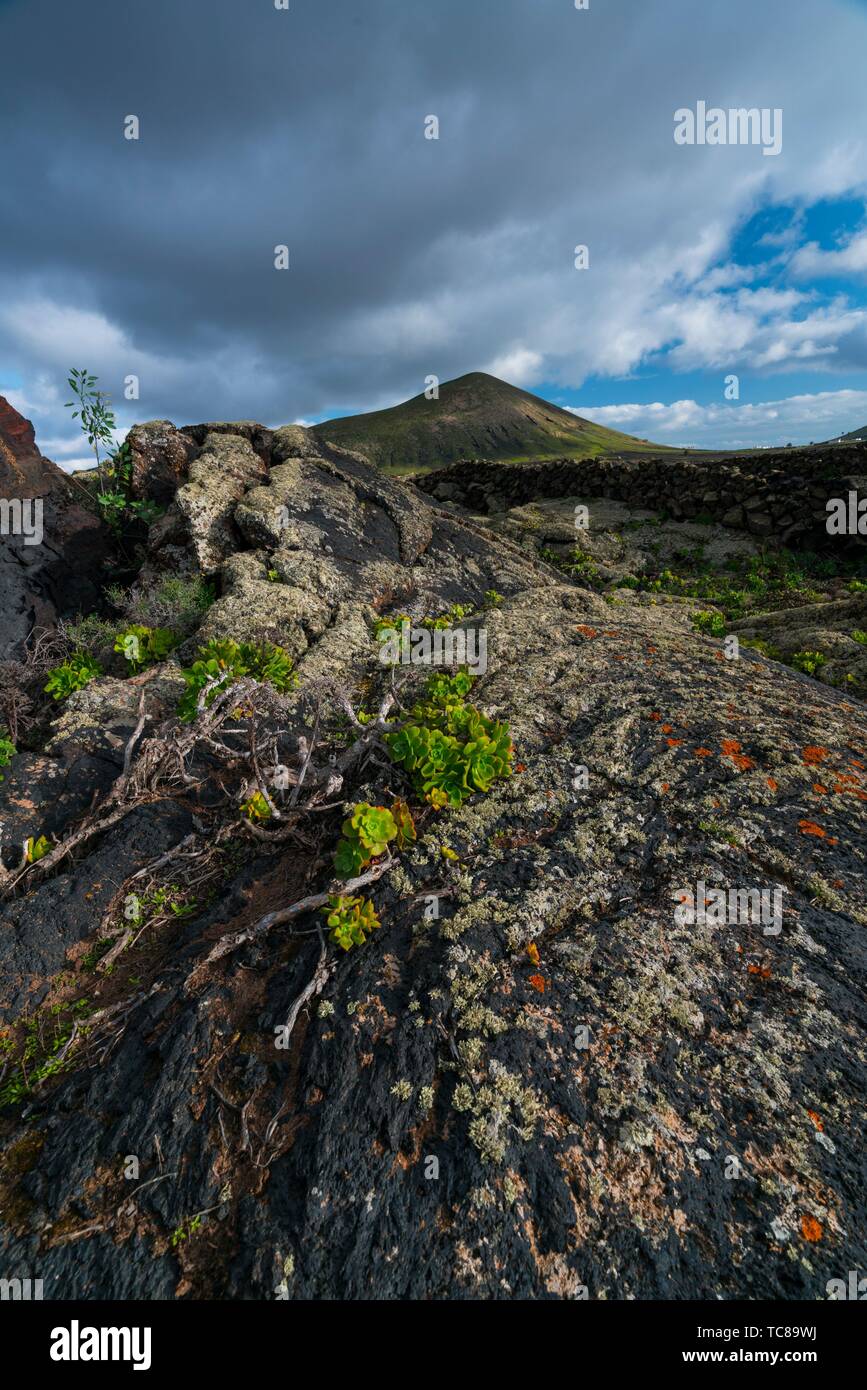 Lava field and lichen , La Geria, Lanzarote Island, Canary Islands, Spain, Europe. Stock Photo