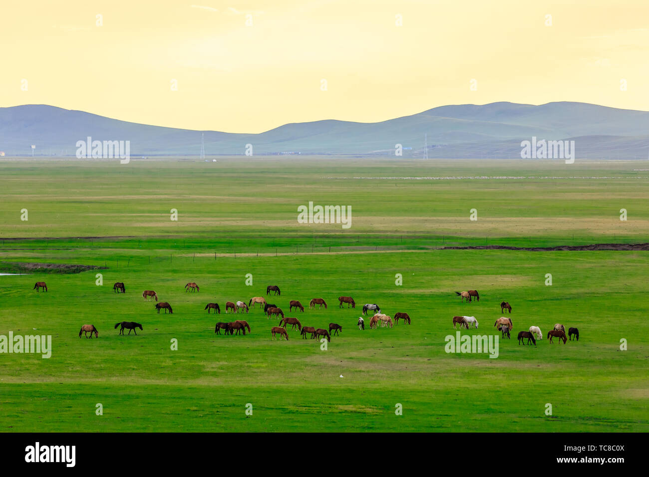 Horse herd of Hulunbuir grassland, Inner Mongolia Stock Photo - Alamy