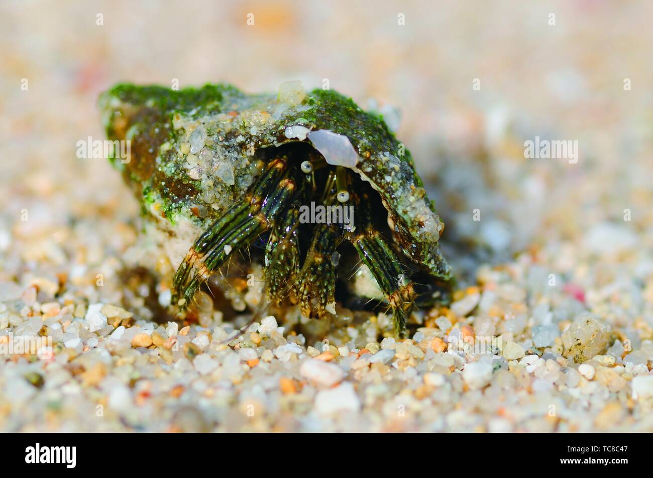Closeup of hermit crab Stock Photo - Alamy