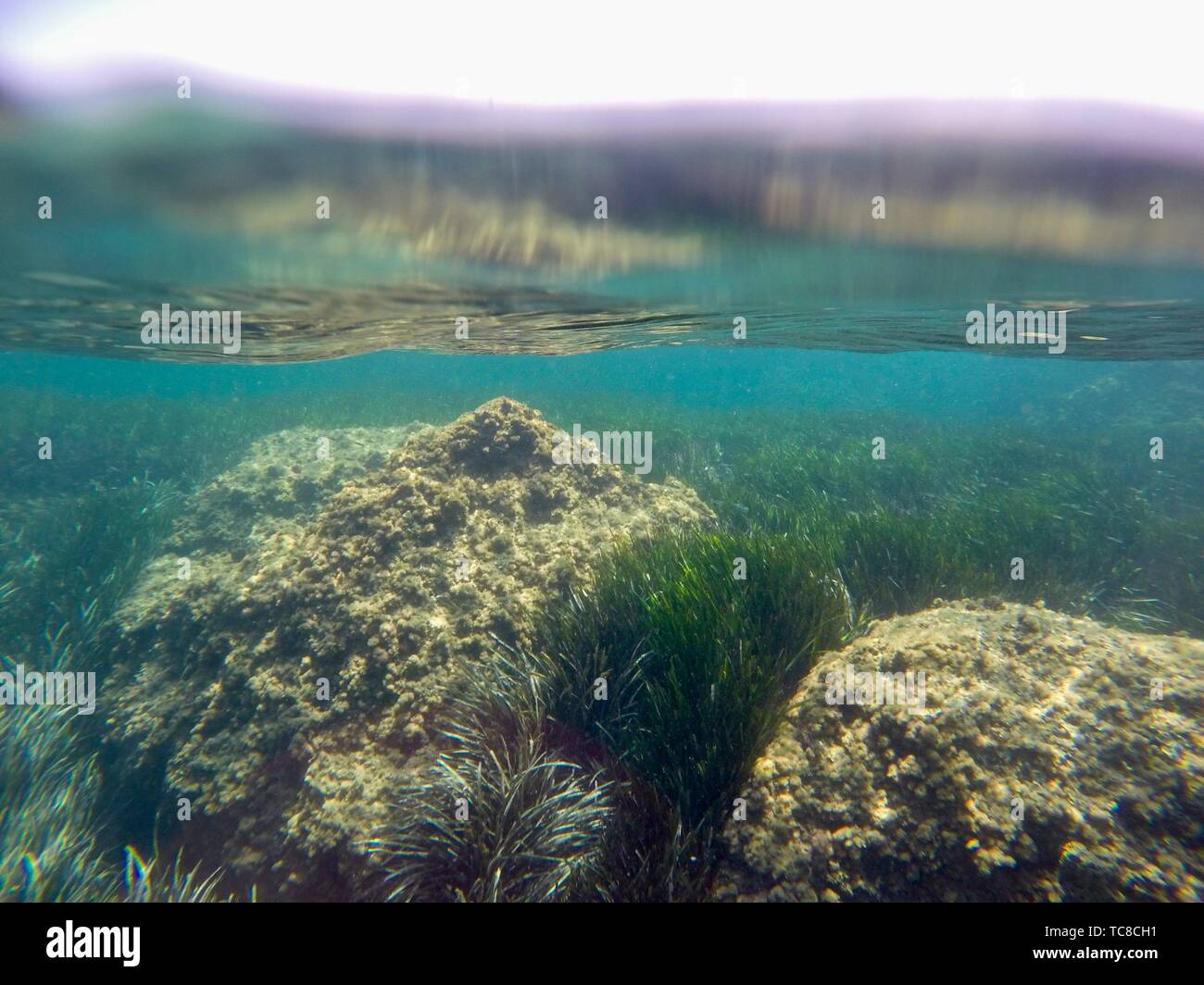 Snorkeling in Tabarca island Alicante province Spain Stock Photo Alamy