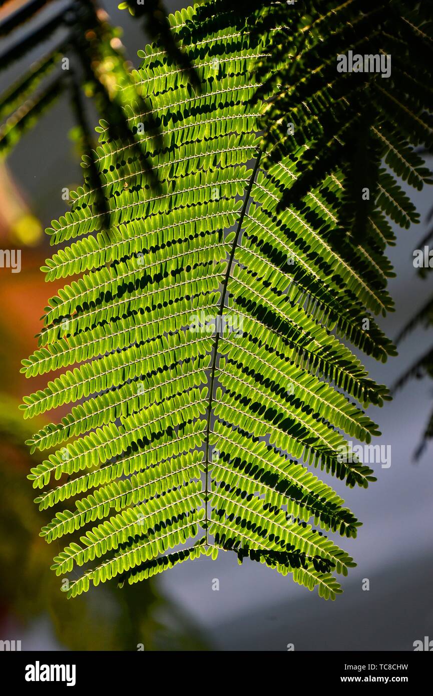 Tropical plant in Cambodia, South east Asia. Stock Photo