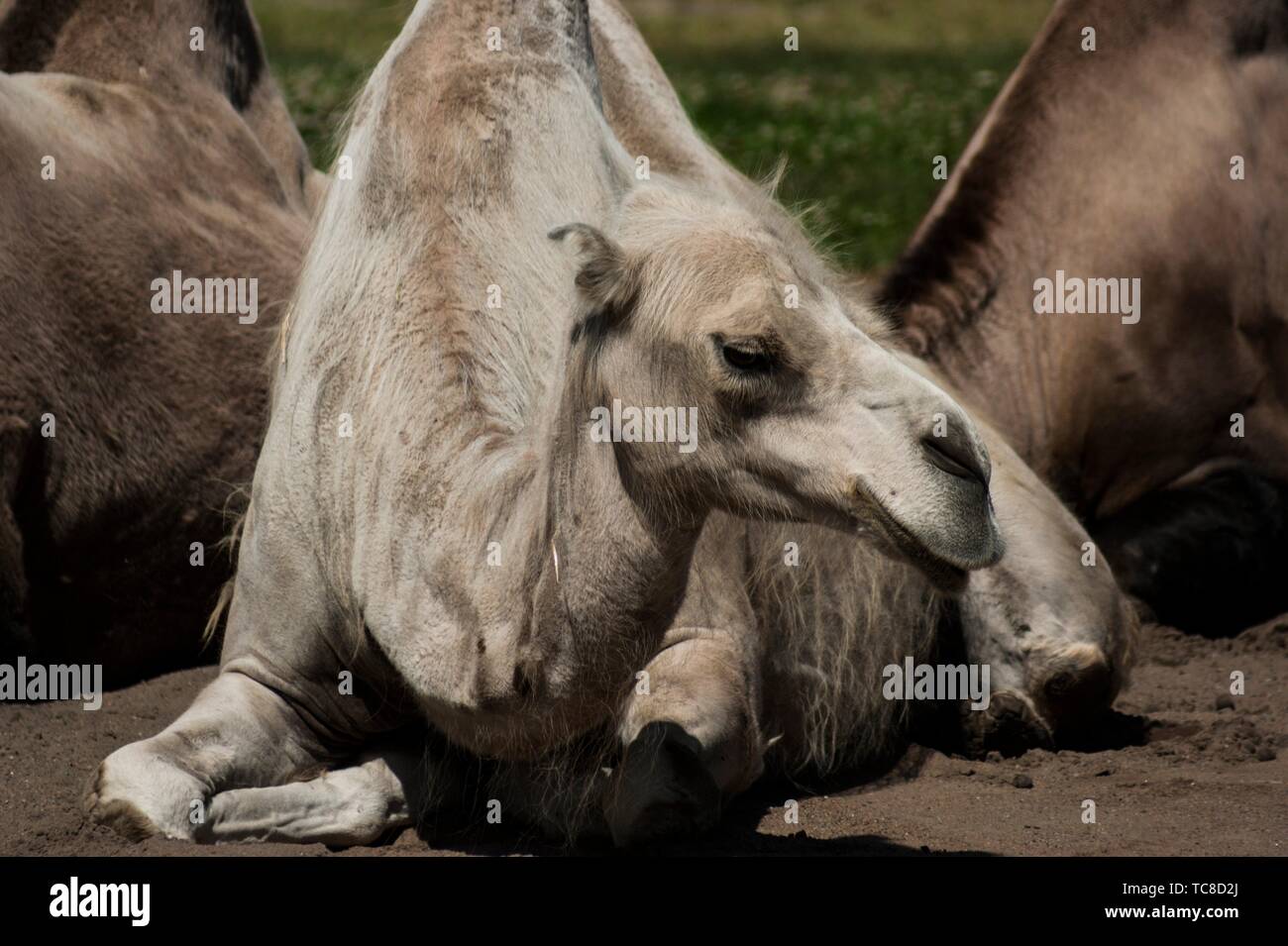 Bactrian camels (Camelus bactrianus). Tallinn Zoo, Tallinn, Estonia ...