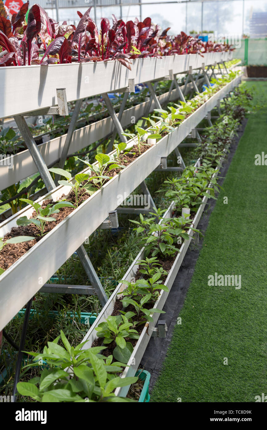 Soilless Cultivation Technology of Modern Greenhouse Stock Photo Alamy