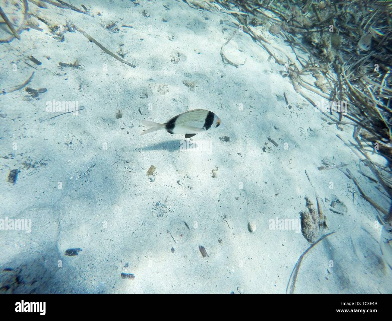 Snorkeling in Tabarca island Alicante province Spain Stock Photo Alamy