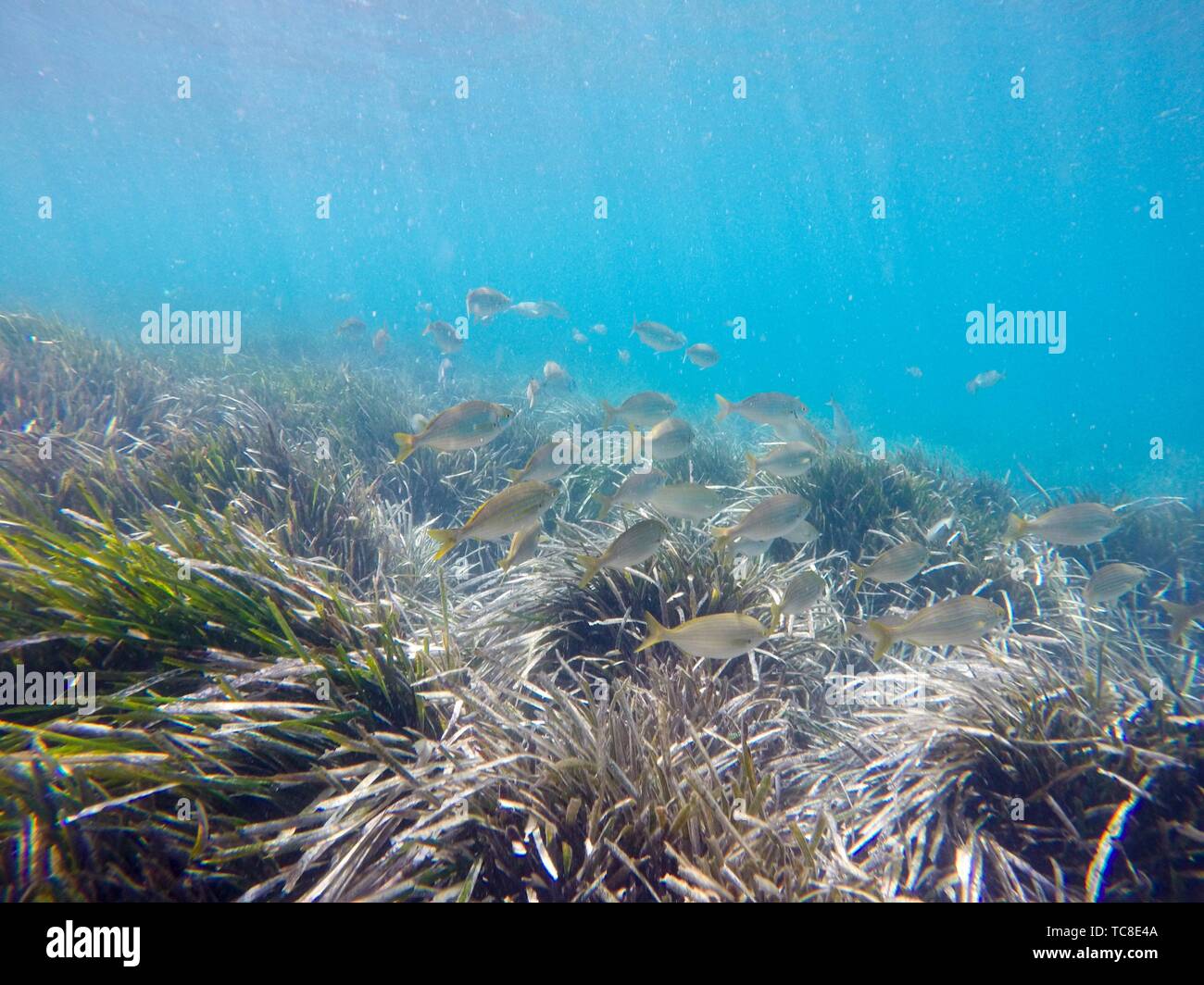 Snorkeling in Tabarca island Alicante province Spain Stock Photo Alamy