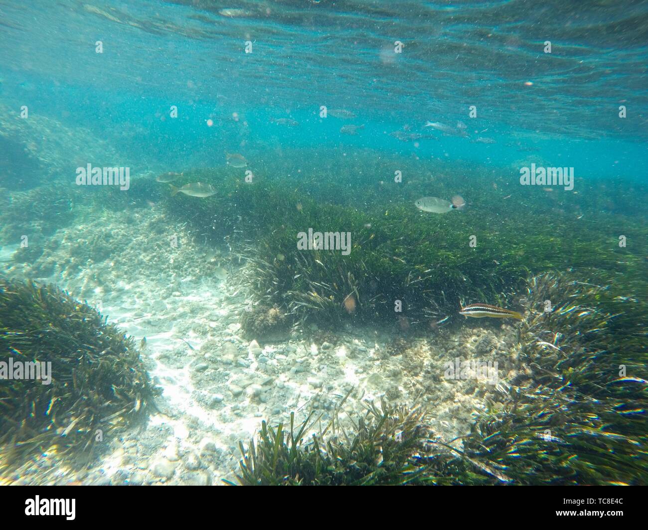 Snorkeling in Tabarca island Alicante province Spain Stock Photo Alamy