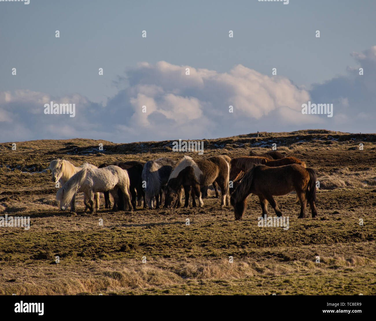 A small herd of Icelandic horses on a pasture in Iceland Stock Photo