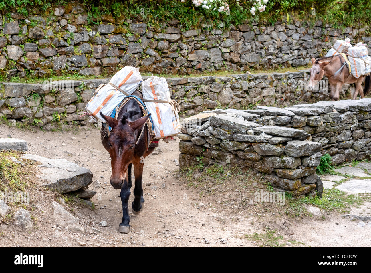 Horses carrying supplies on the Everest Base Camp trek near Phakding in