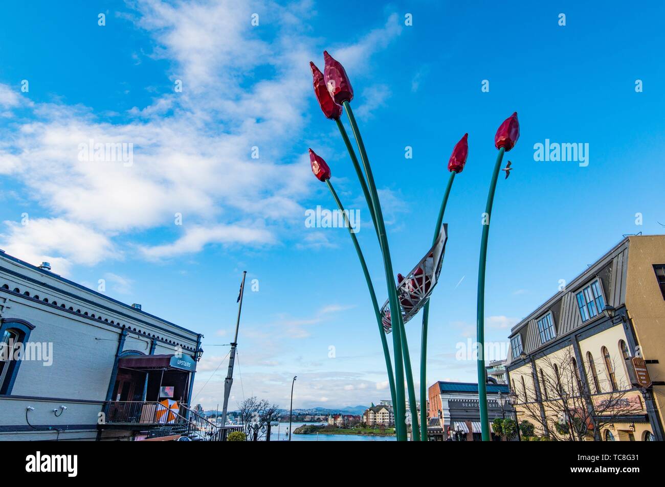Tulip sculpture in downtown Victoria, BC, Canada Stock Photo Alamy
