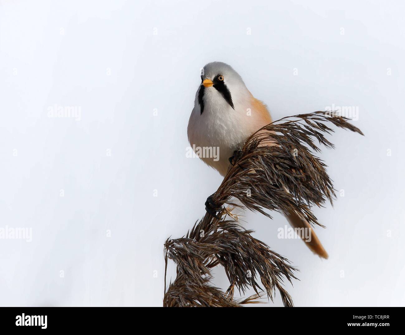 Bearded Reedling Panurus biarmicus. Stock Photo