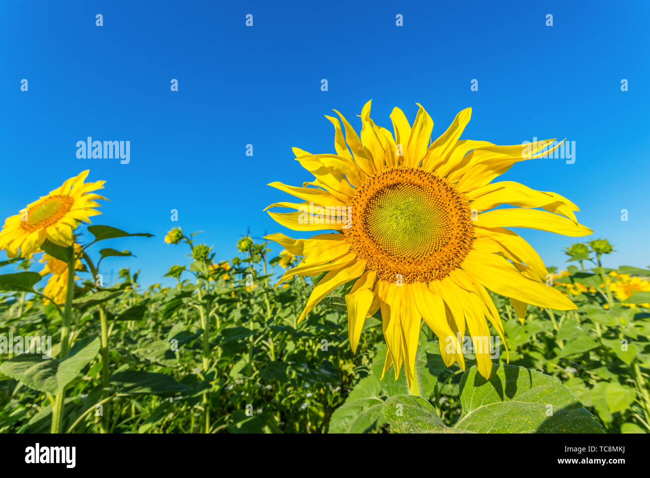 Yellow field of sunflowers Stock Photo - Alamy