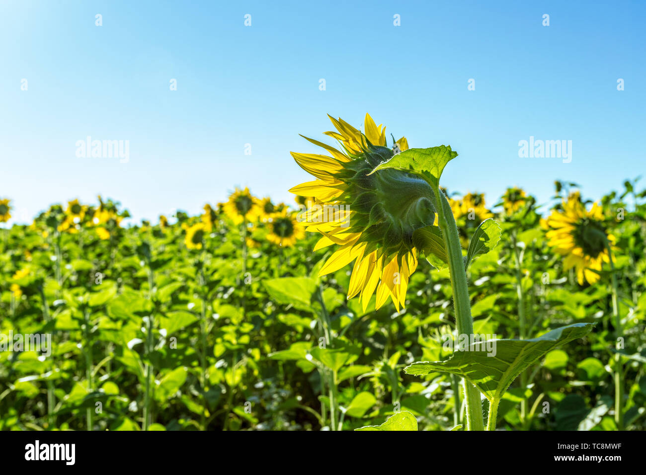 Yellow field of sunflowers Stock Photo - Alamy