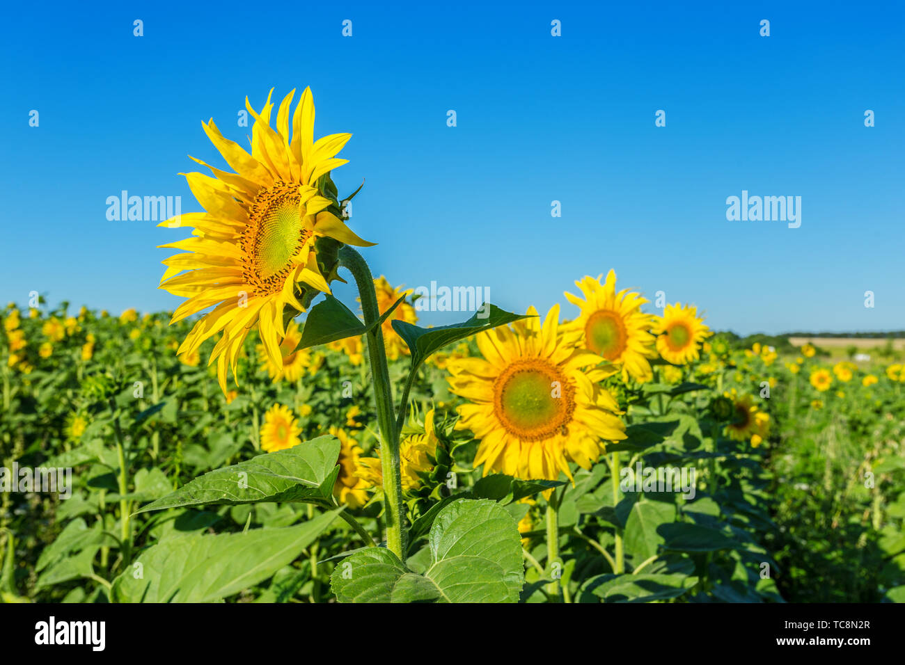 Yellow field of sunflowers Stock Photo - Alamy
