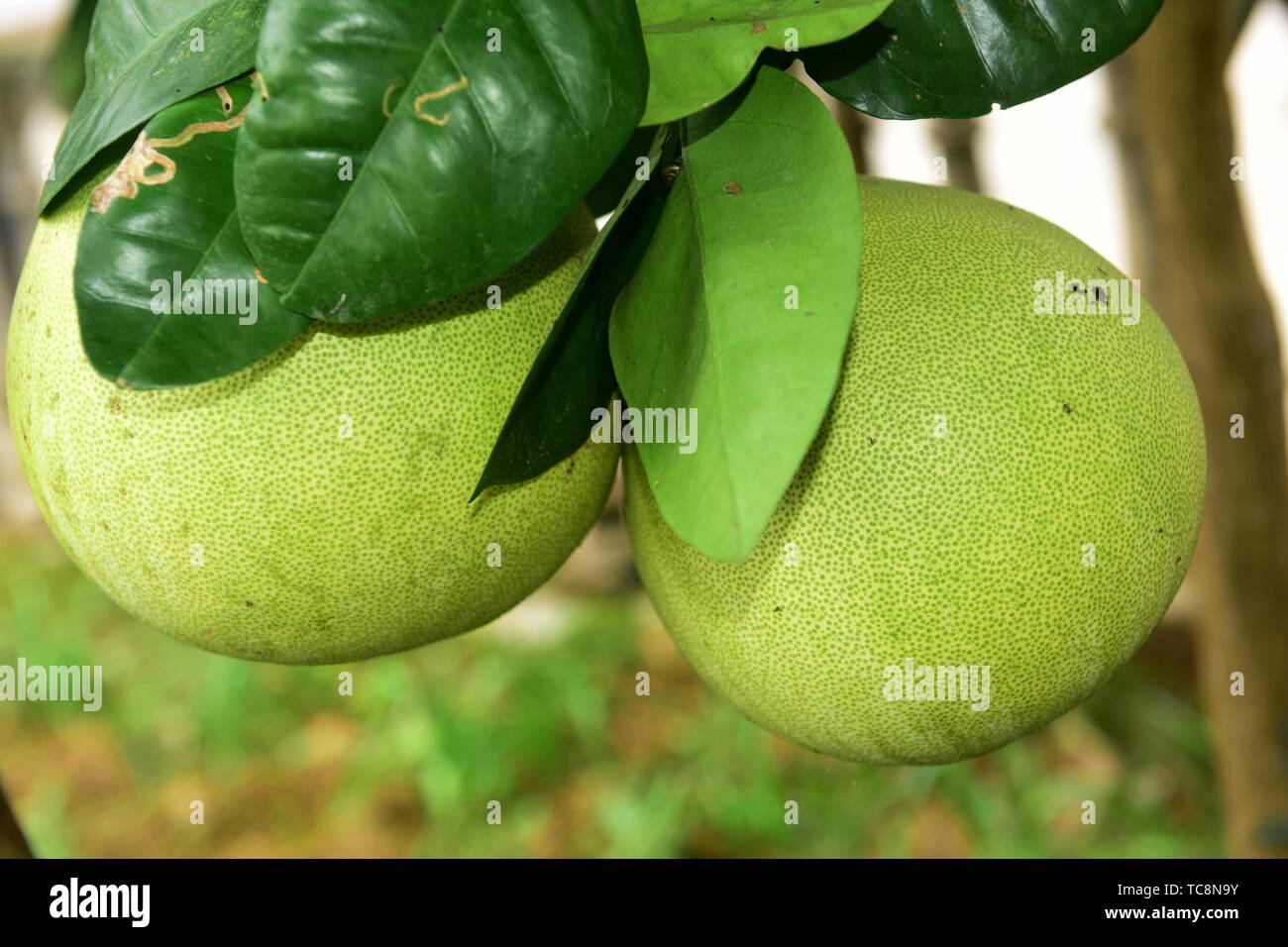 Pomelo picture hires stock photography and images Alamy
