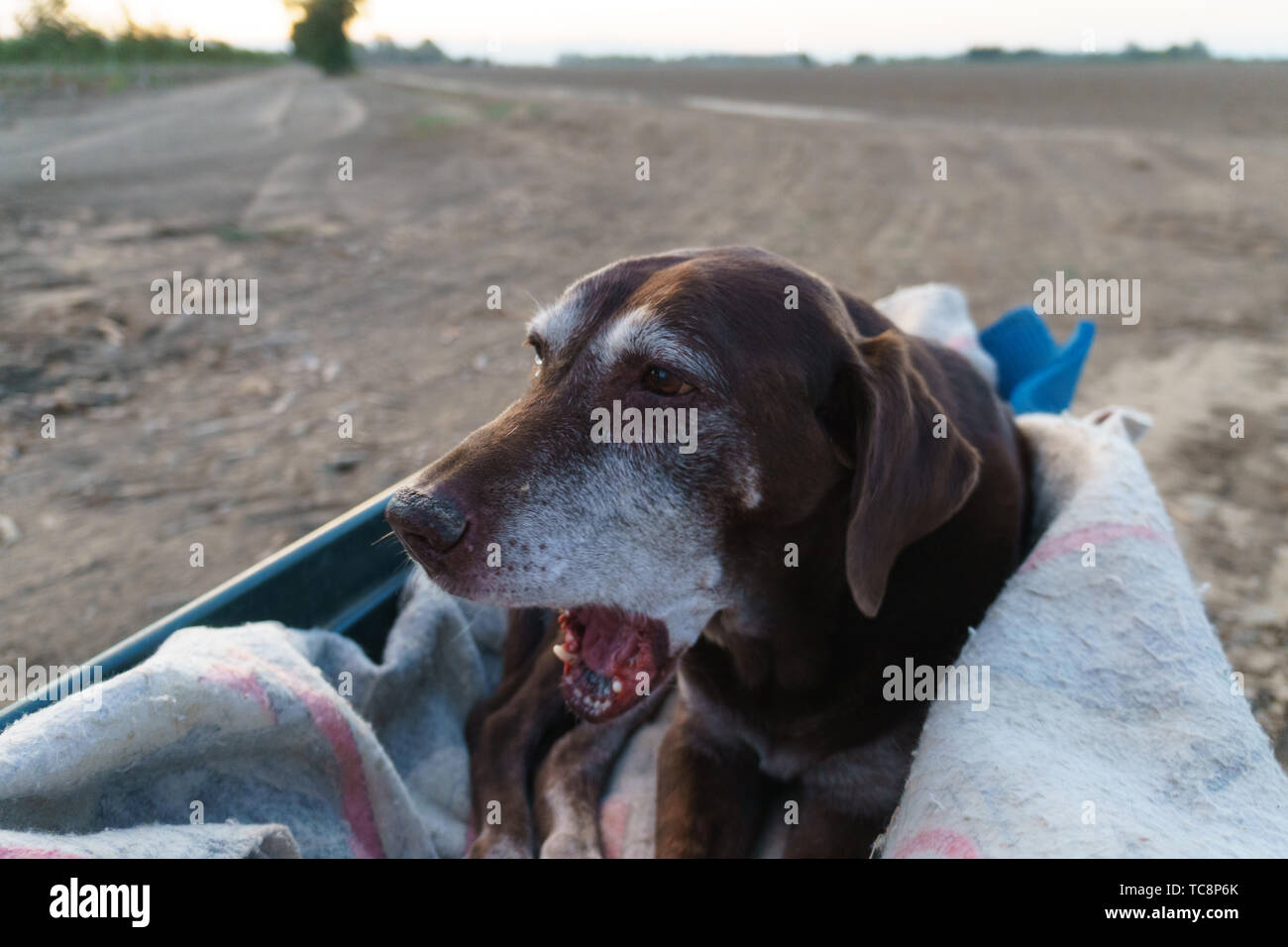 Dog in wagon hires stock photography and images Alamy