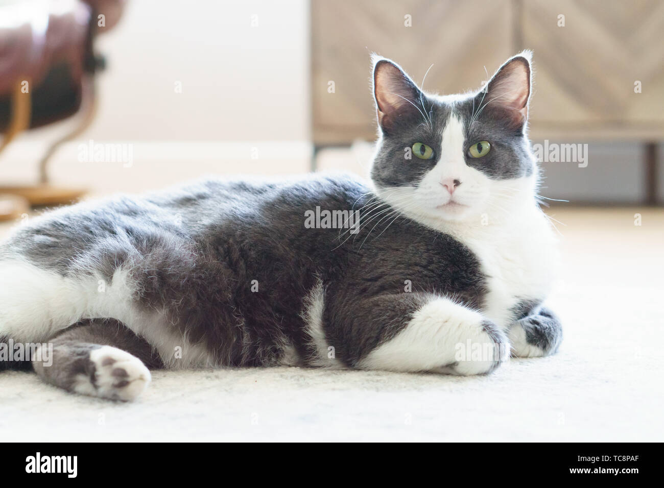 grey and white cat laying on floor Stock Photo - Alamy