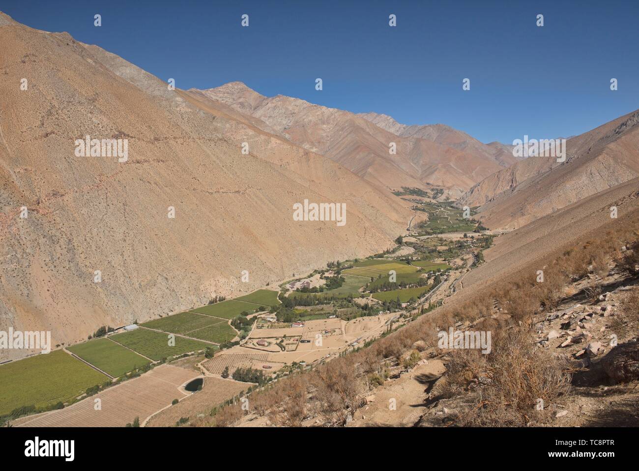 Pisco grapes growing in the beautiful Elqui Valley, Pisco Elqui, Chile. Stock Photo