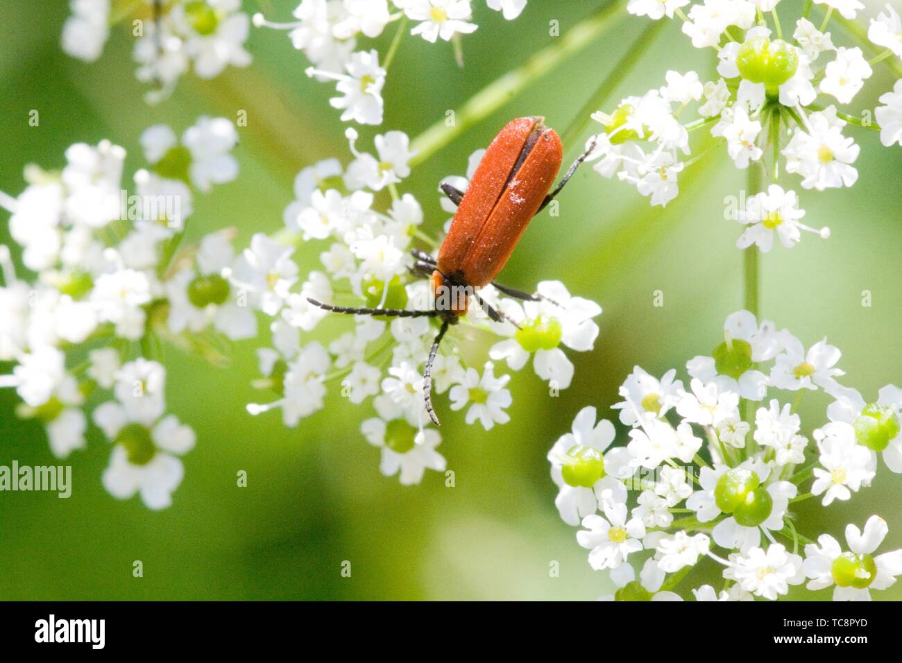 Net-winged Beetle, Lygistopterus sanguineus. Crimson elongated beetle that looks similar to a soldier beetle, but belongs to Lycidae. Elytra are Stock Photo