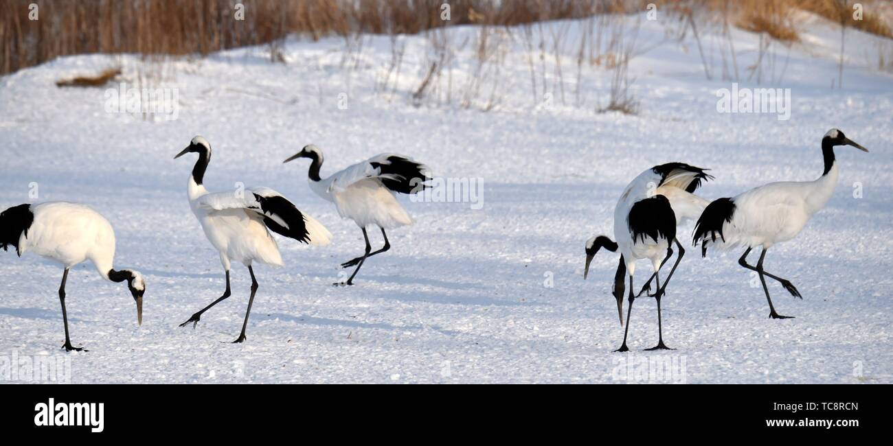 Japanese cranes in Kushiro, Hokkaido, Japan, Asia. Stock Photo