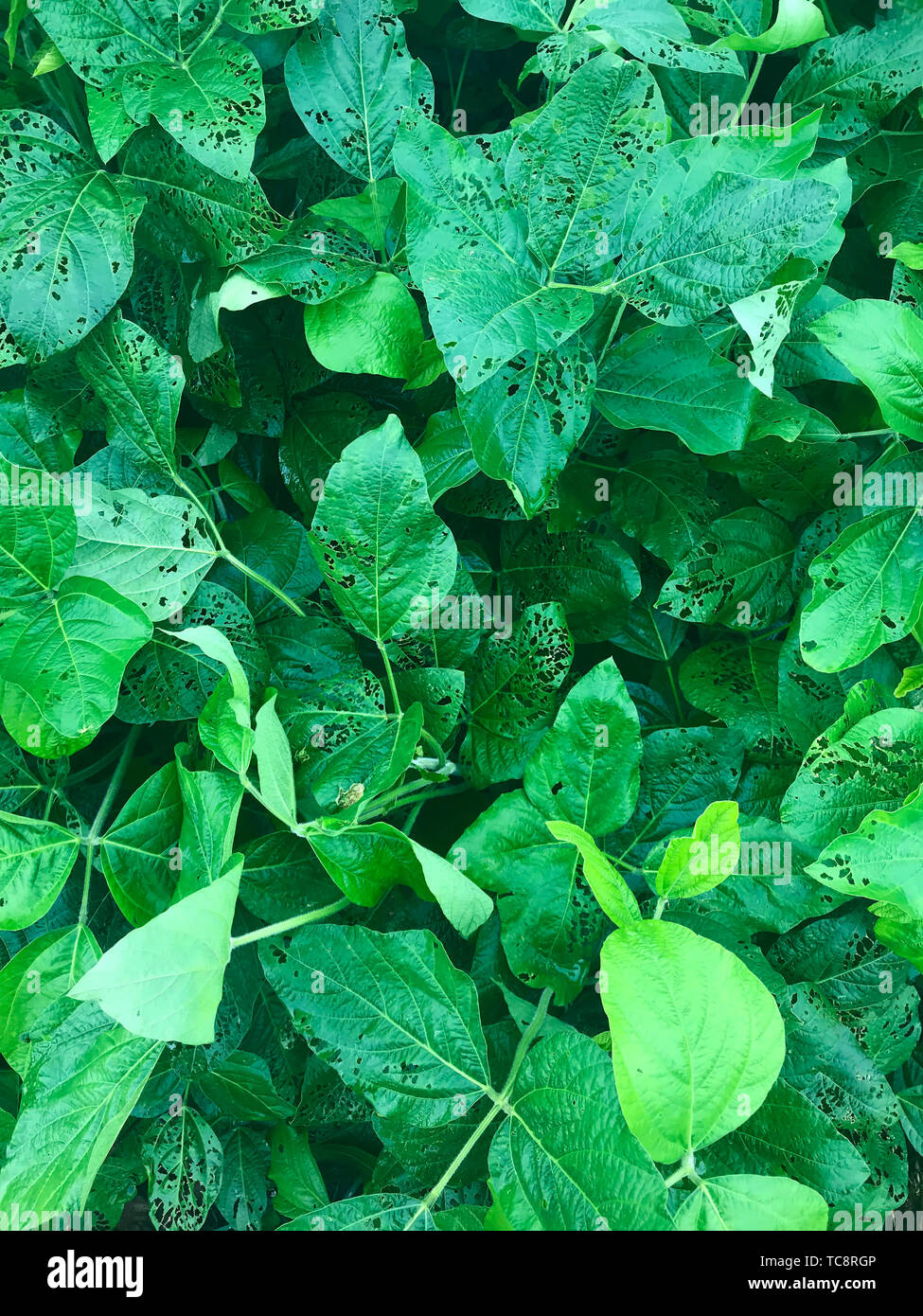 Insecteaten mung bean leaf background Stock Photo Alamy
