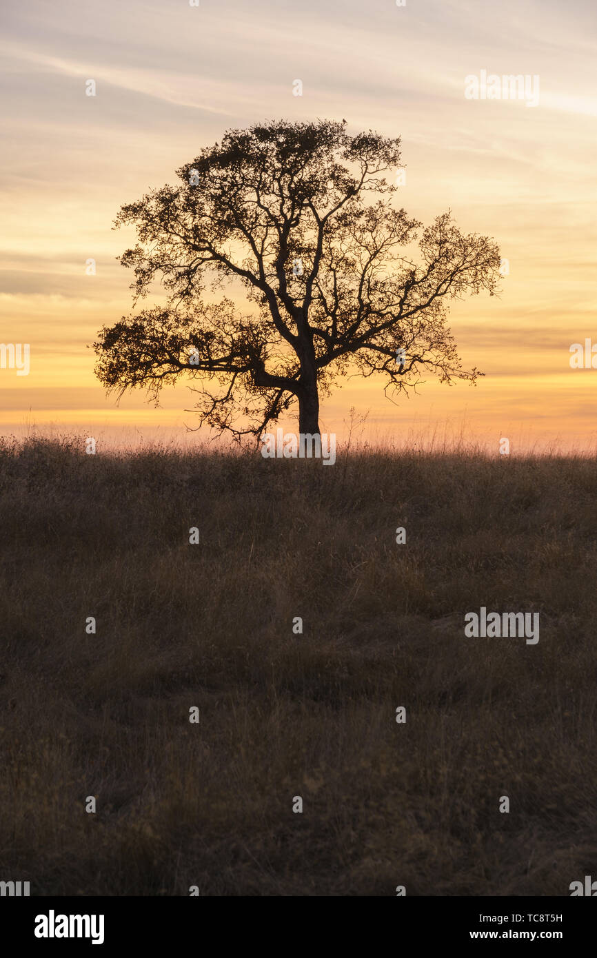 Solitary oak tree silhouette hi-res stock photography and images - Alamy