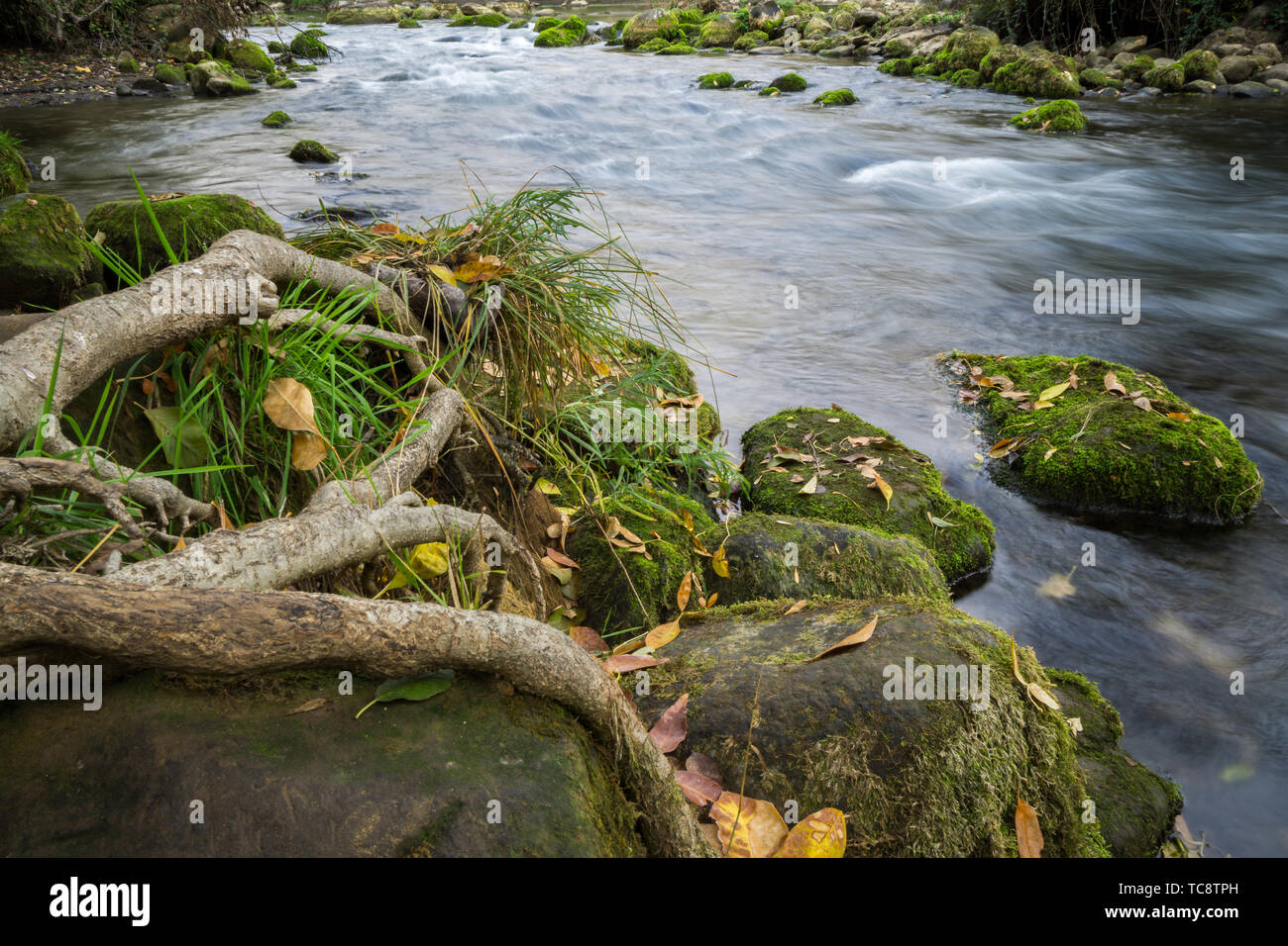 Flowing Putah Creek, Napa County, Ca Stock Photo