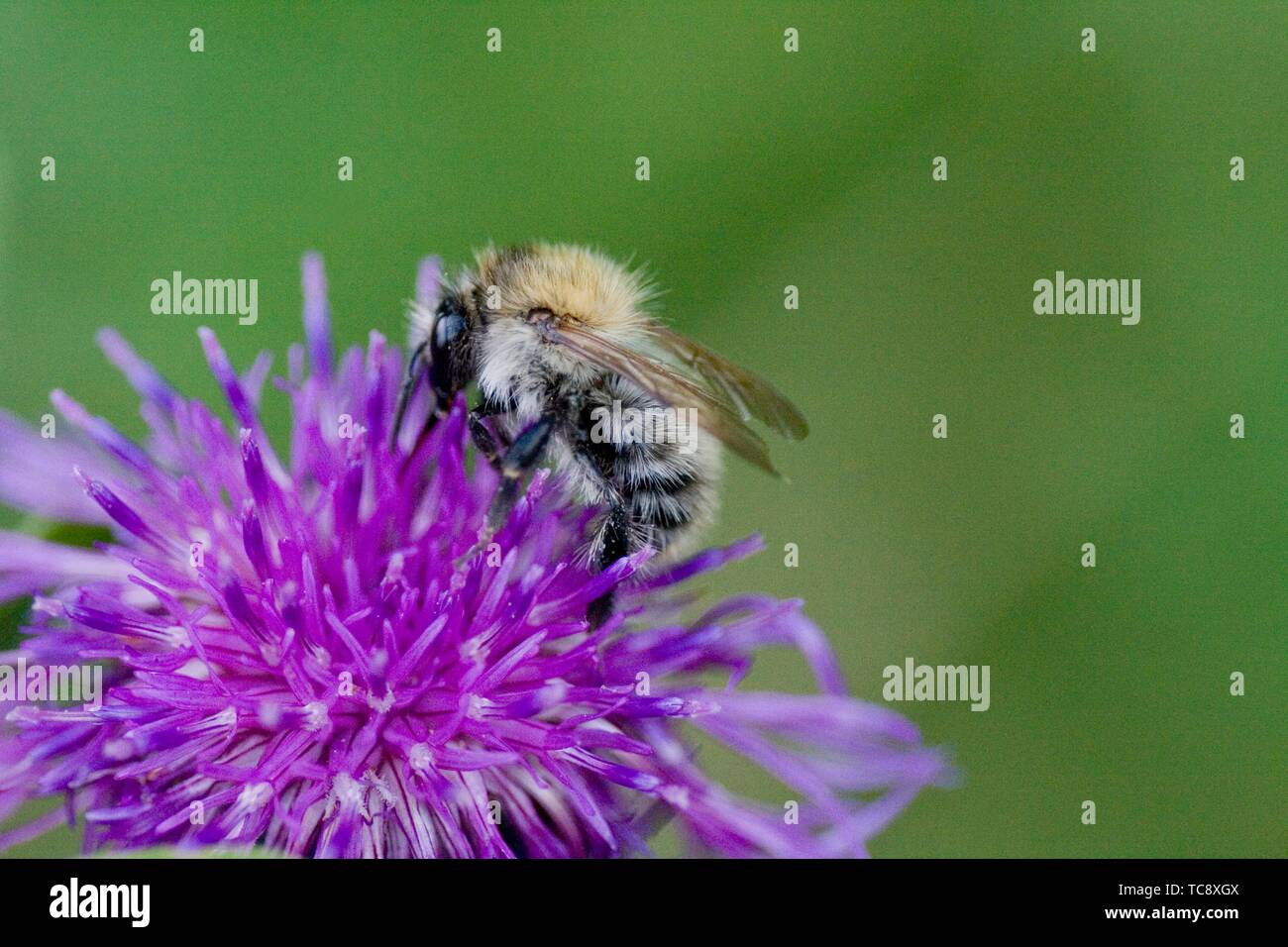 Common Carder Bee, Bombus pascuurum. Medium sized bee with orange markings. Queen: 15-18mm; female workers: 9-15mm; males :12-14mm. Found in grassy Stock Photo