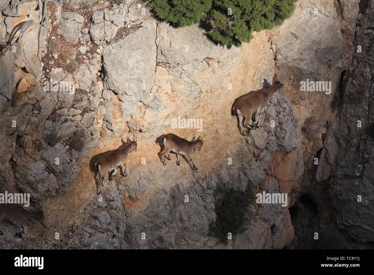 Mountains goats (Capra hispanica). A female and young walk on a