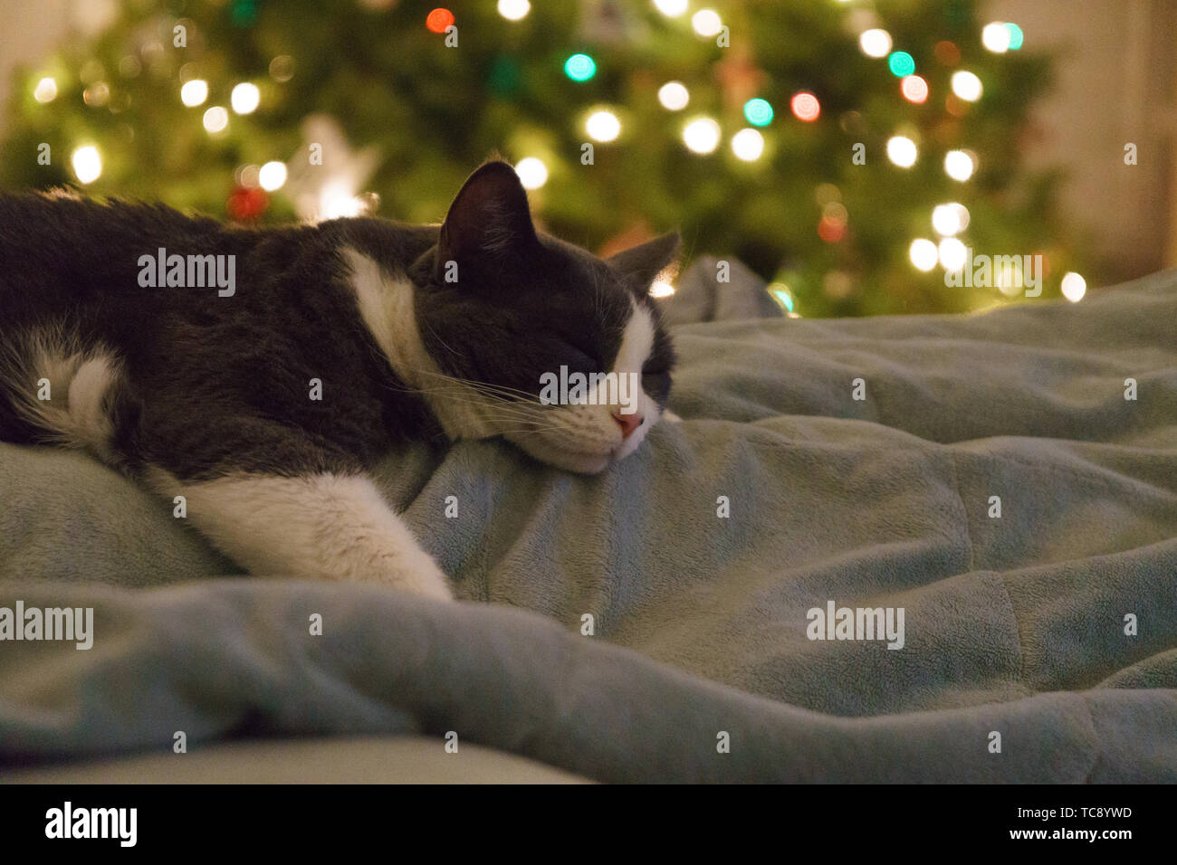 Sleeping under the tree hires stock photography and images Alamy