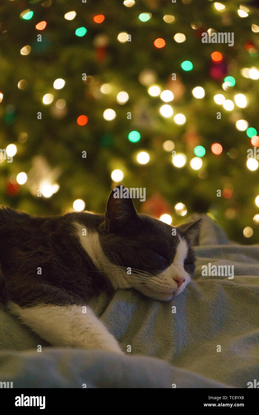 Sleeping under the tree hires stock photography and images Alamy