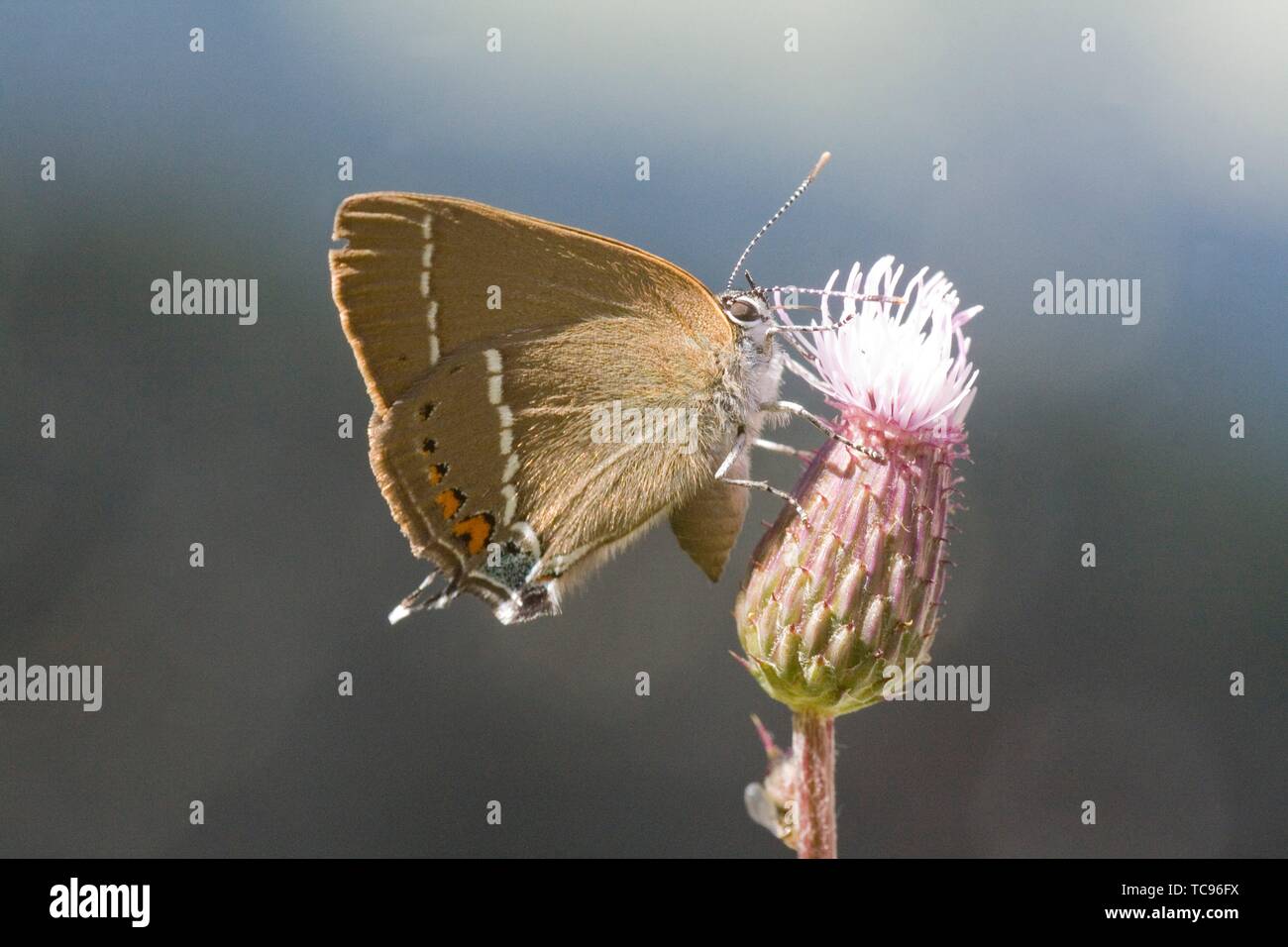 Blue Spot Hairstreak, Satyrium spini. Modest brown Hairsterak butterfly ...