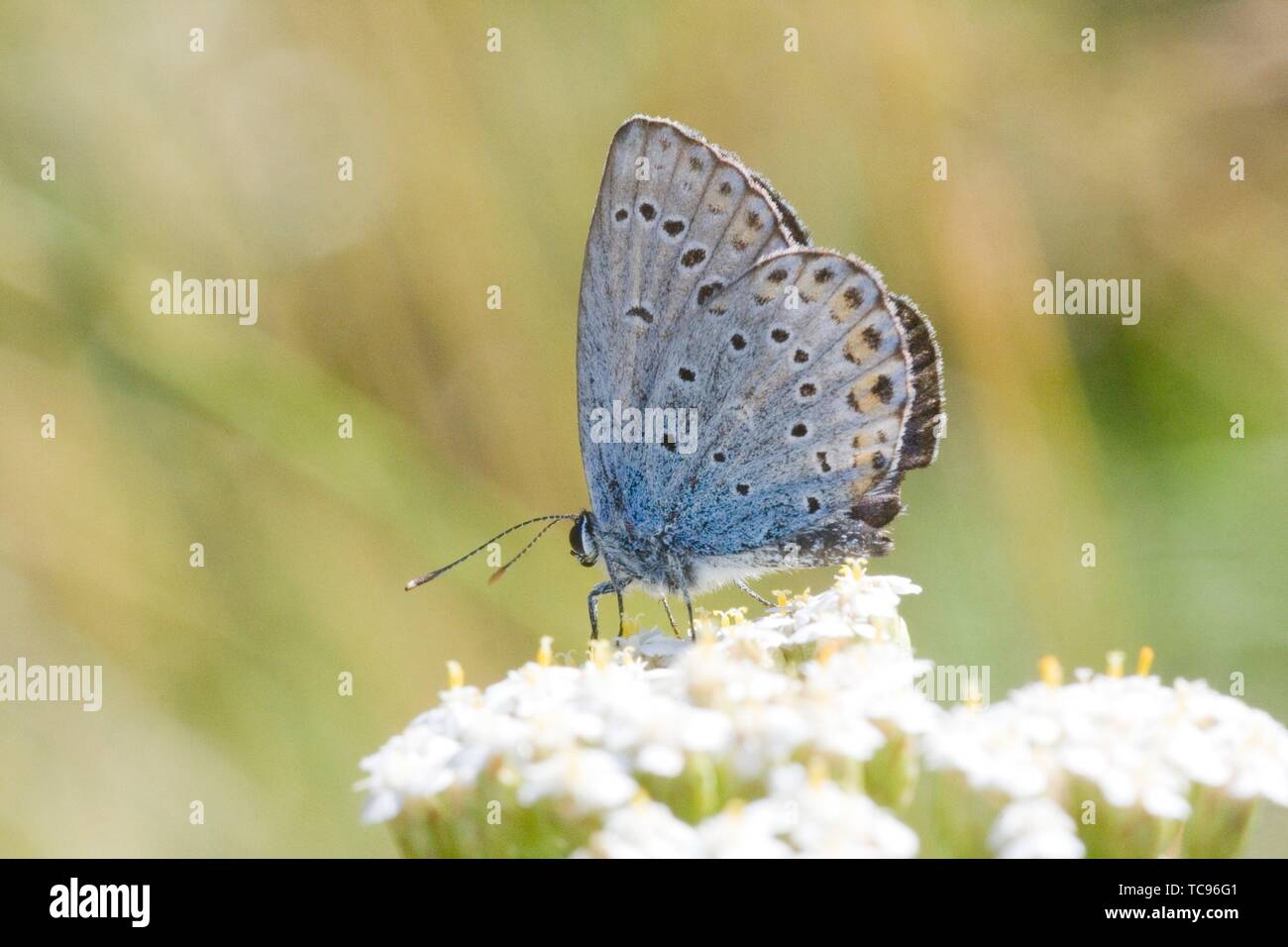 Idas Blue, Plebejus idas. Small blue butterfly that is found in nutrient poor habitats and sandy grasslands. Easily cofused with Reverdin's Blue and Stock Photo