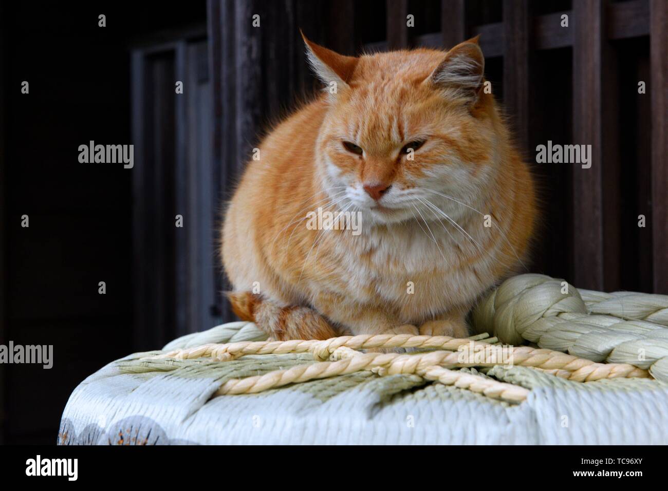 A cat at the top of Sake Barrels in Ise, Japan, Asia. Stock Photo